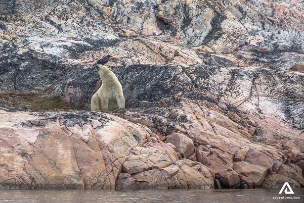 Bear on Cliff in Greenland