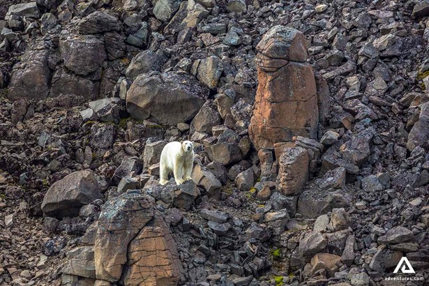 White Wild Bear Standing on Rock in Greenland