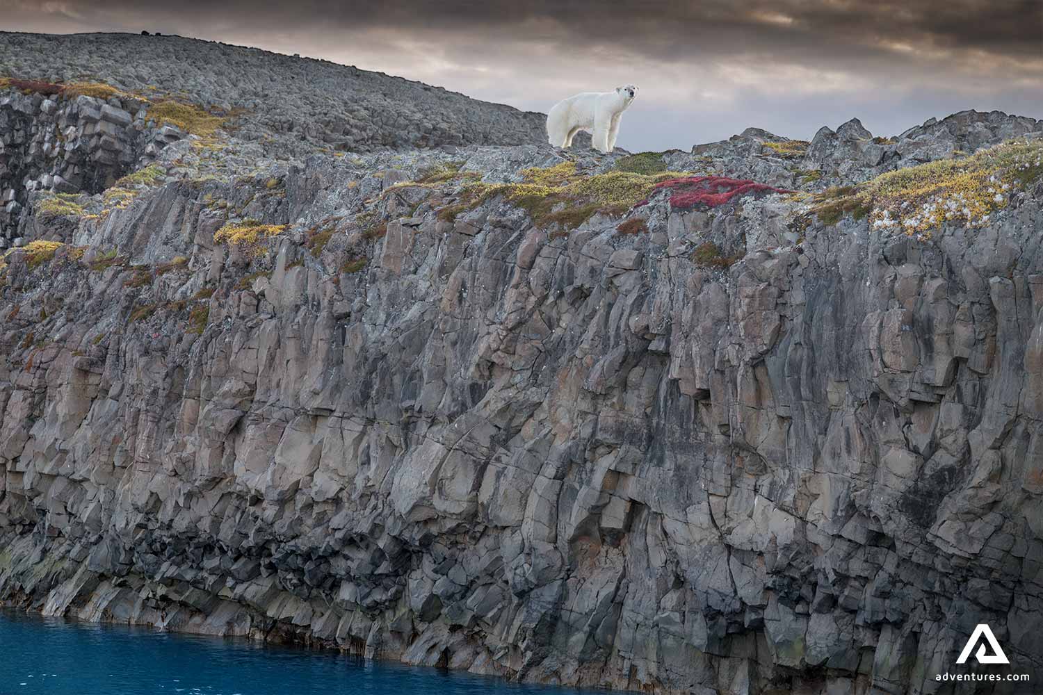 White Bear on Cliff in Greenland