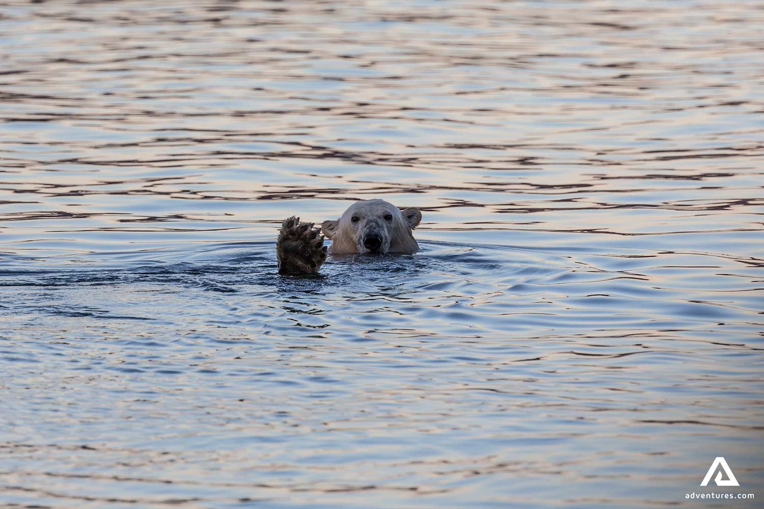 White Bear Swimming in Greenland Sea
