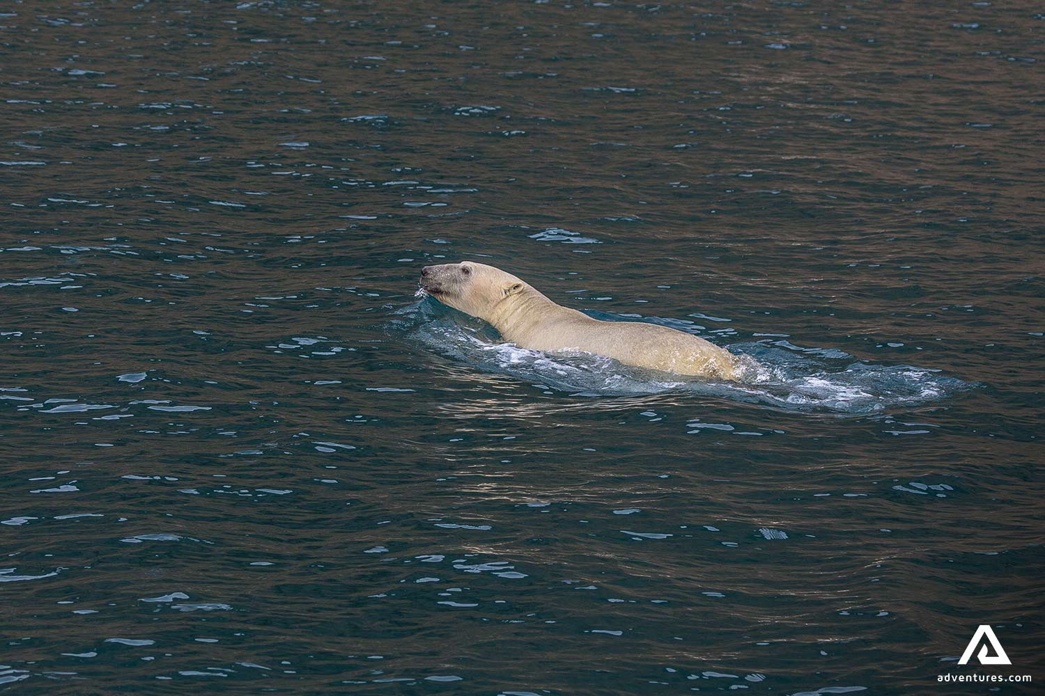 White Polar Bear Swimming in Ocean by Greenland