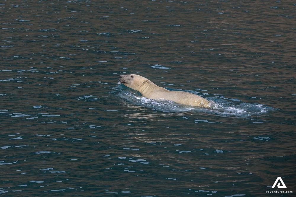 White Polar Bear Swimming in Ocean