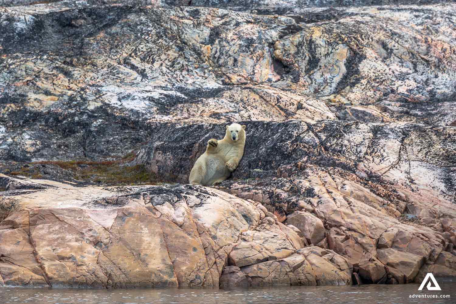 White Bear Laying on Cliff in Greenland