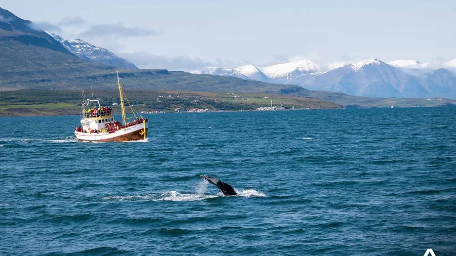 Boat Tour for Whale Watching