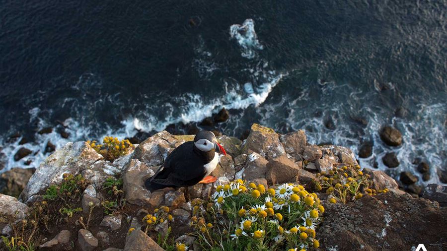 Puffin Sitting on Cliff by Sea