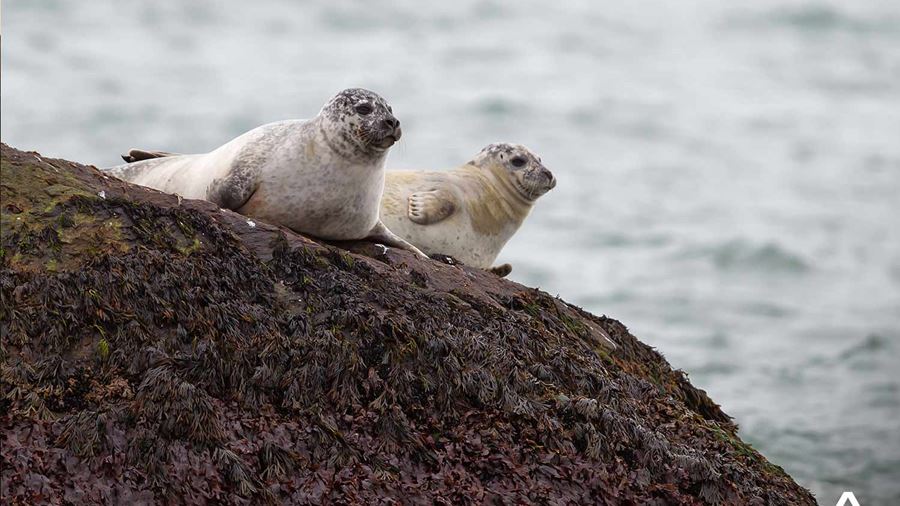 Two Seals Laying on Rock