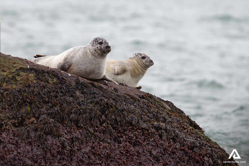 Two Seals Laying on Rock in Iceland