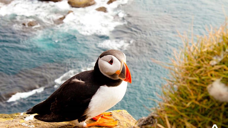 Puffin Sitting on Cliff by Ocean