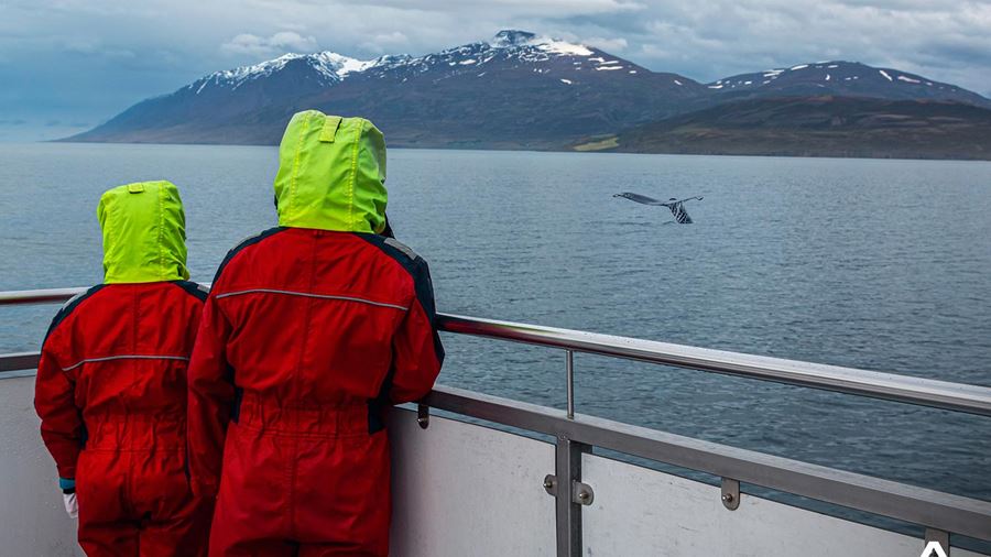 Two People Watching Whales