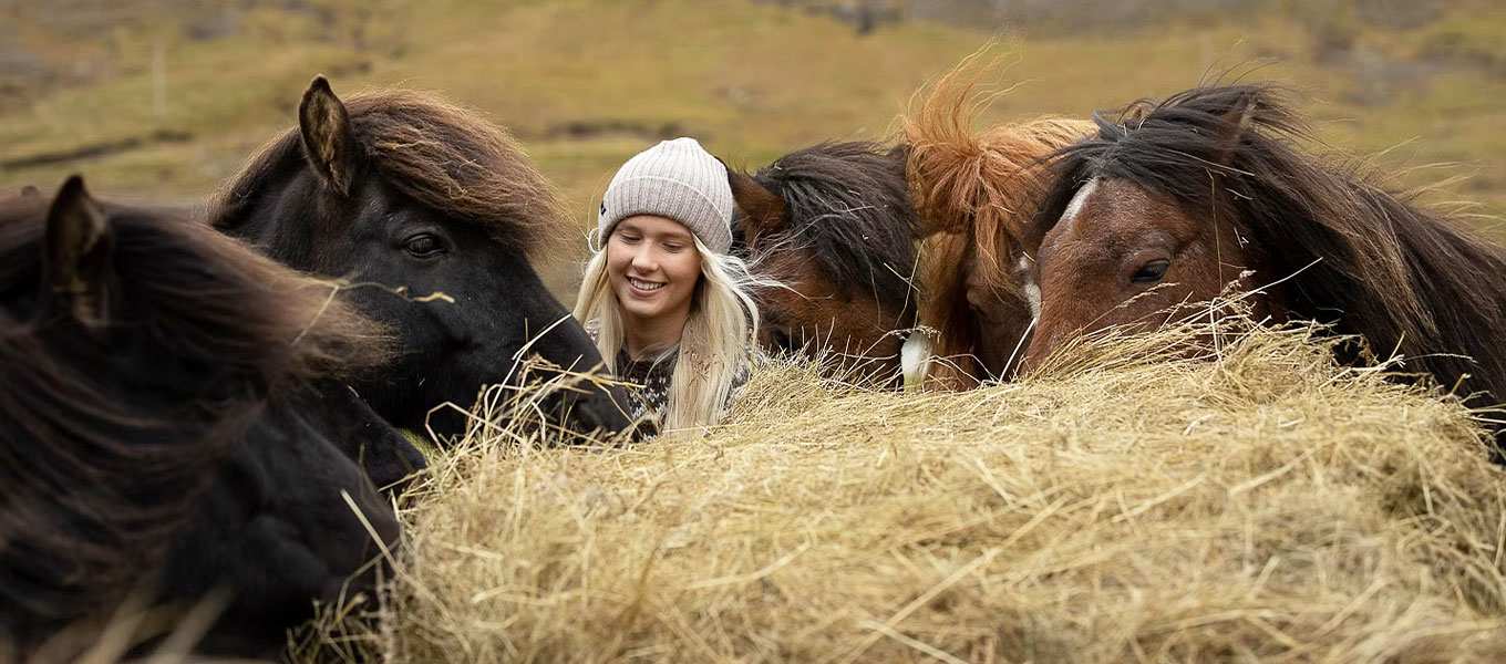 Horse Riding in East Iceland