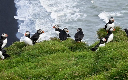 Where to see puffins in Iceland?