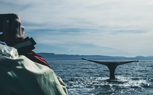 Best Places in Iceland for Whale Watching
