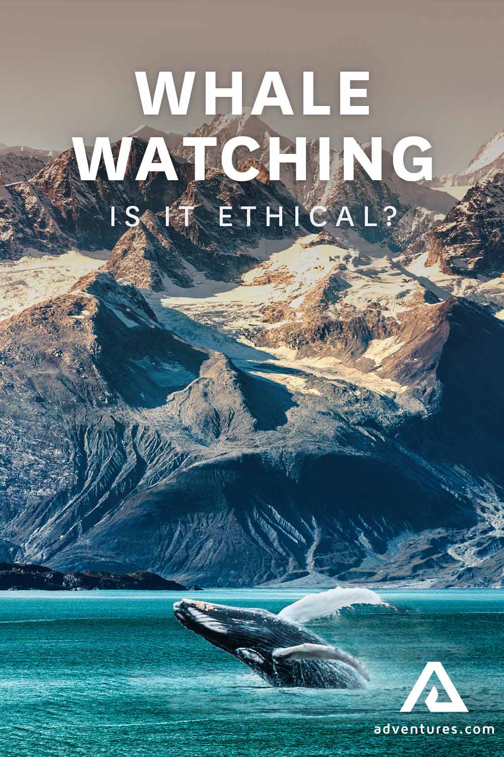 Whale Watching in Iceland