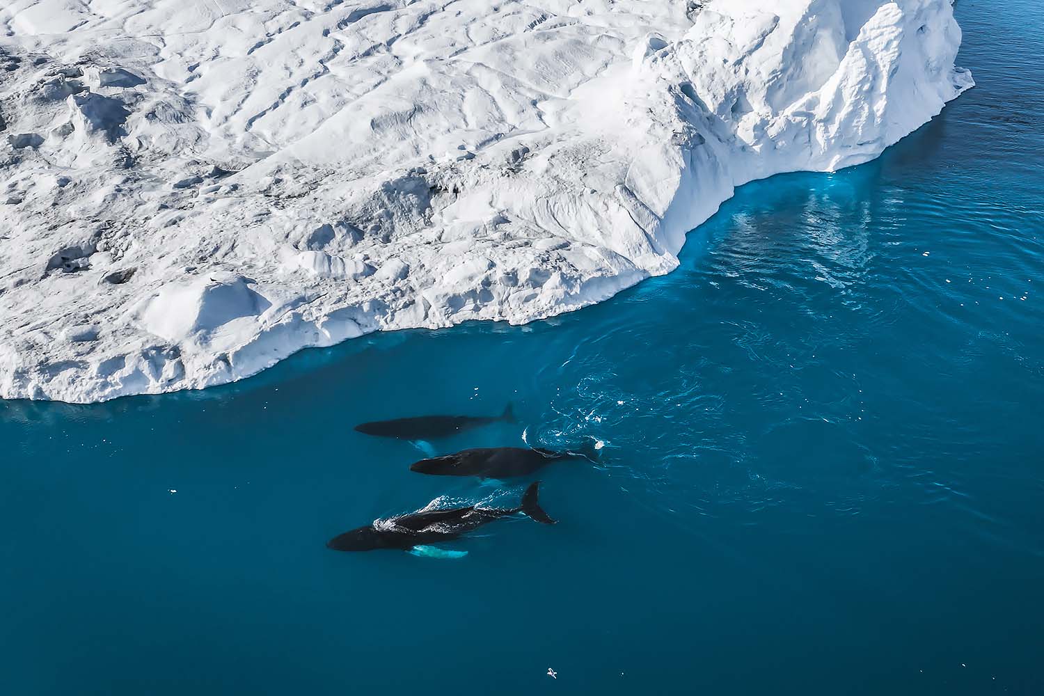 Whale Watching Season in Greenland