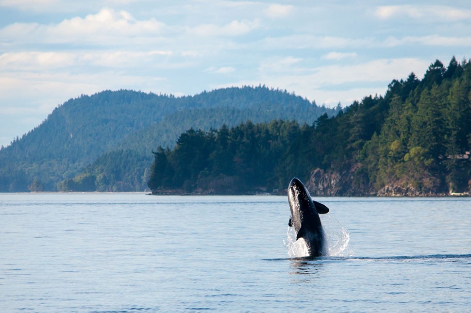 Responsible Whale Watching Boat Tour Canada