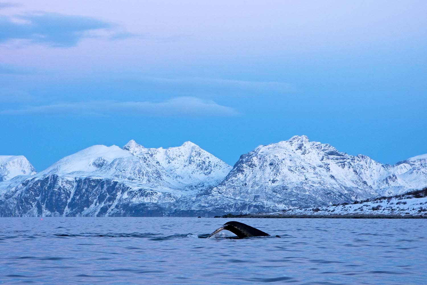 Whale Watching in Canada