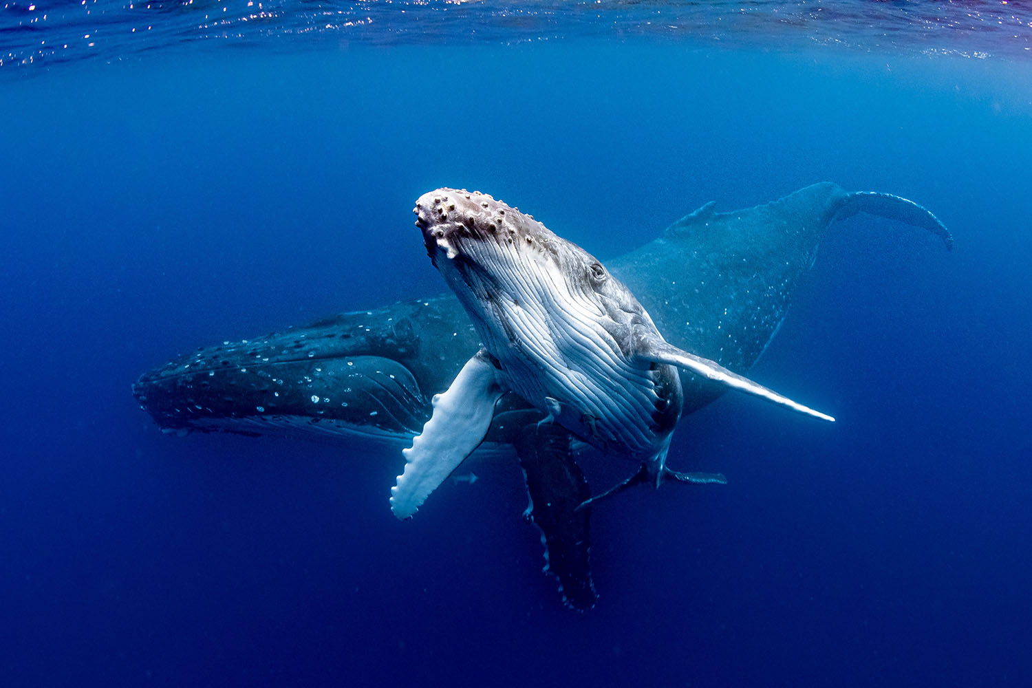 Whale Watching Excursions in Iceland