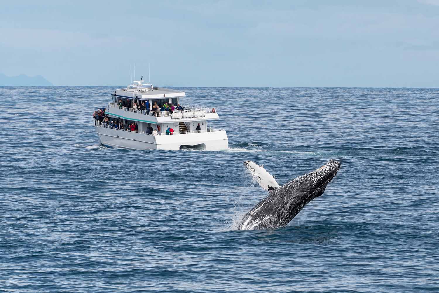 Iceland Coastline Whale Watching