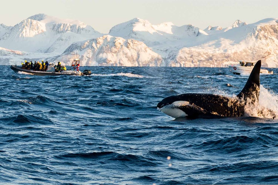 Whale Watching Boat Tour in Norway