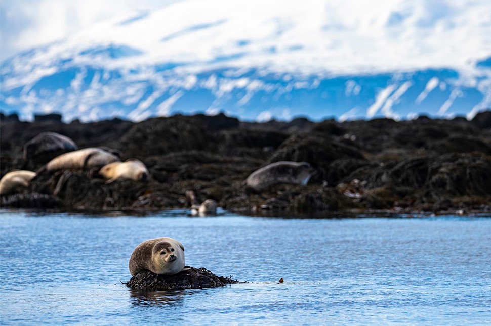 Seal Resting On A Rock In The Water Iceland