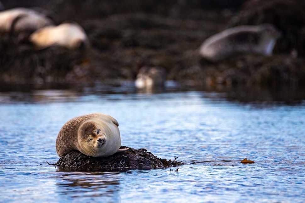 Seal Sleeping On Tunga Beach In Iceland Beaches