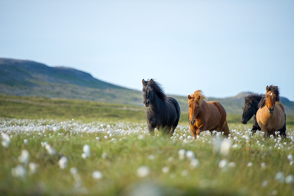 The Best Horse Riding Destinations Travelling in Iceland 