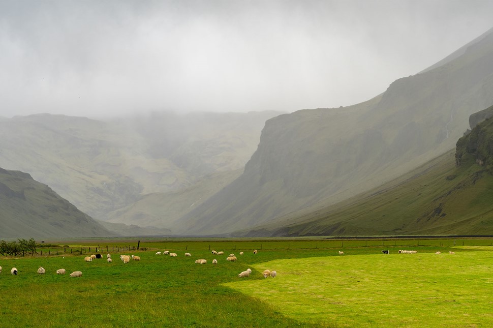 Group of Sheep Grazing Grass on a Hill on A Foggy Day In Hvolsvollur