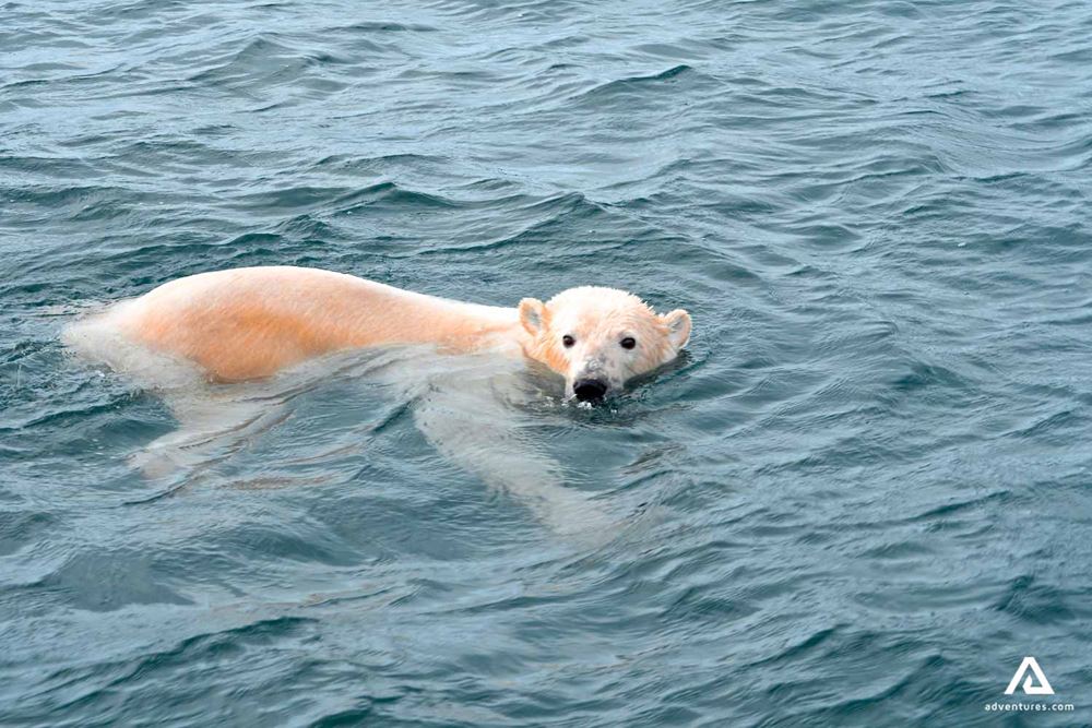 White polar bear swimming