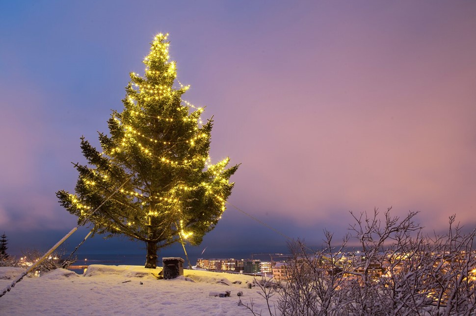 Christmas tree in a night sky 