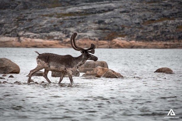 Caribou on a Payne river