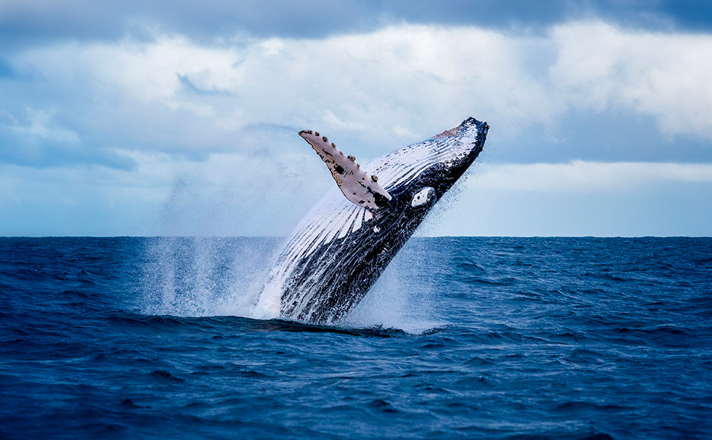 Whale Watching Akureyri Tour