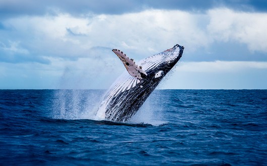 Whale Watching Akureyri Tour