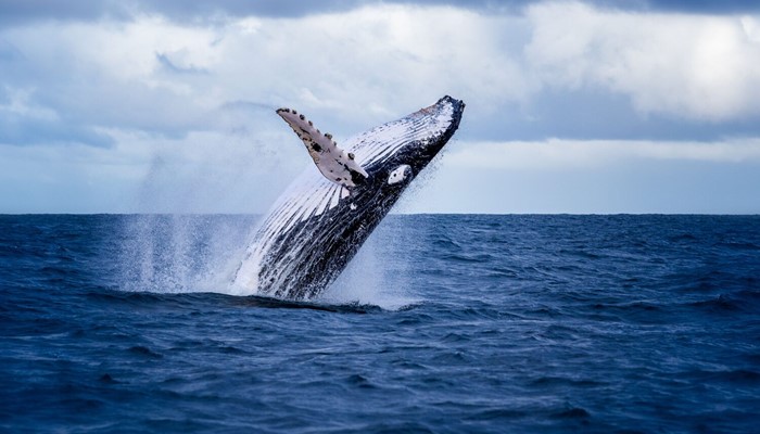 Whale jumping in blue waters
