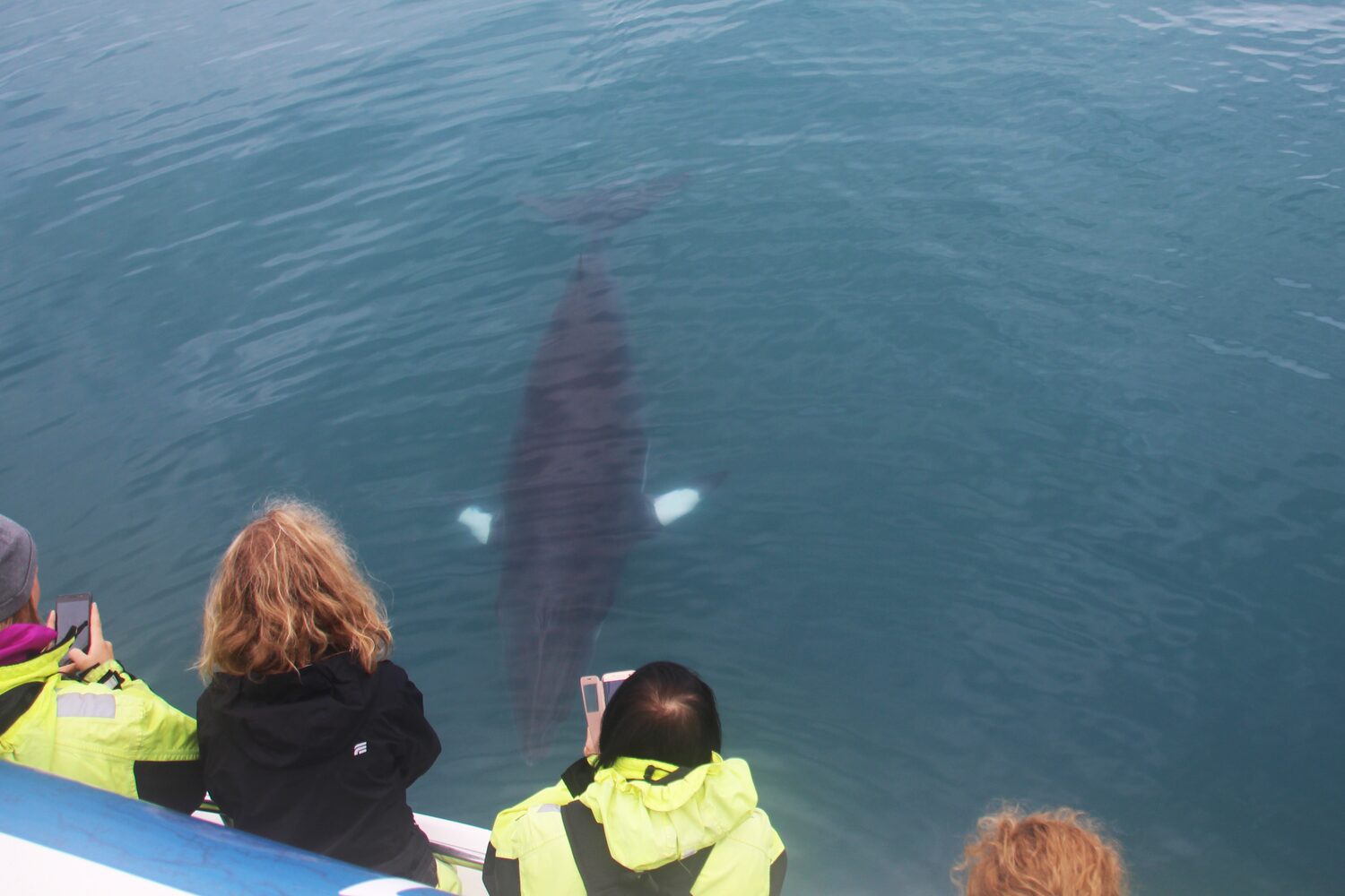 People looking at whale under water