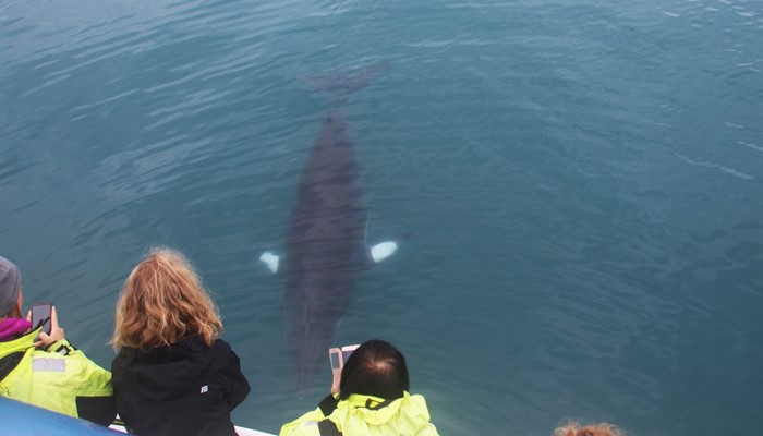 People looking at whale under water
