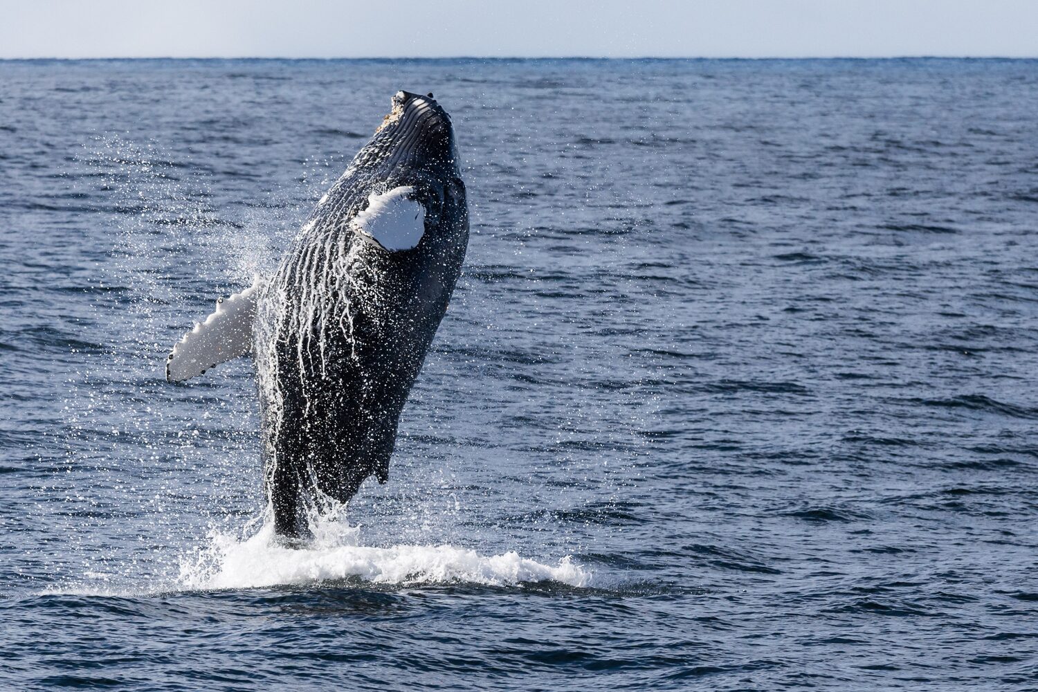 Humpback whale jumping in ocean