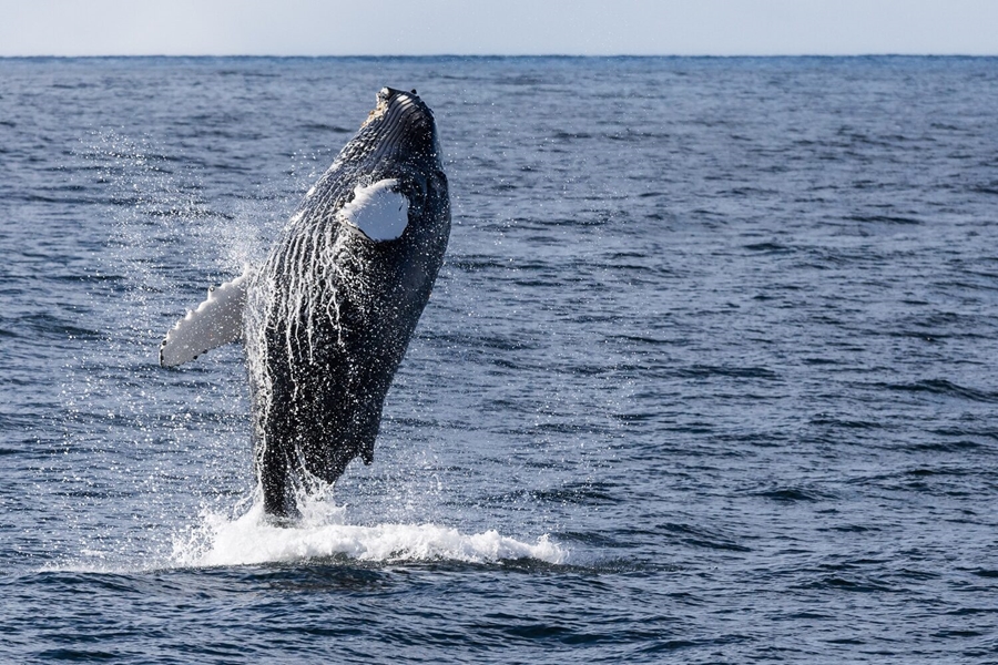 Humpback whale jumping in ocean