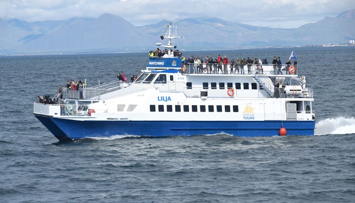 Whale watching boat tour in Iceland
