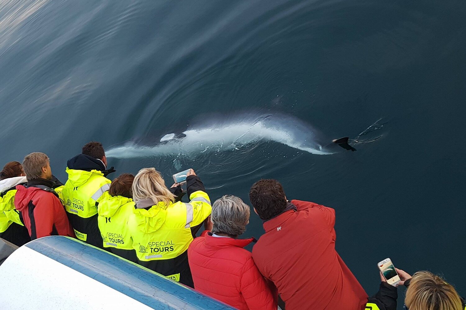 Group of people watchin whale swimming in ocean