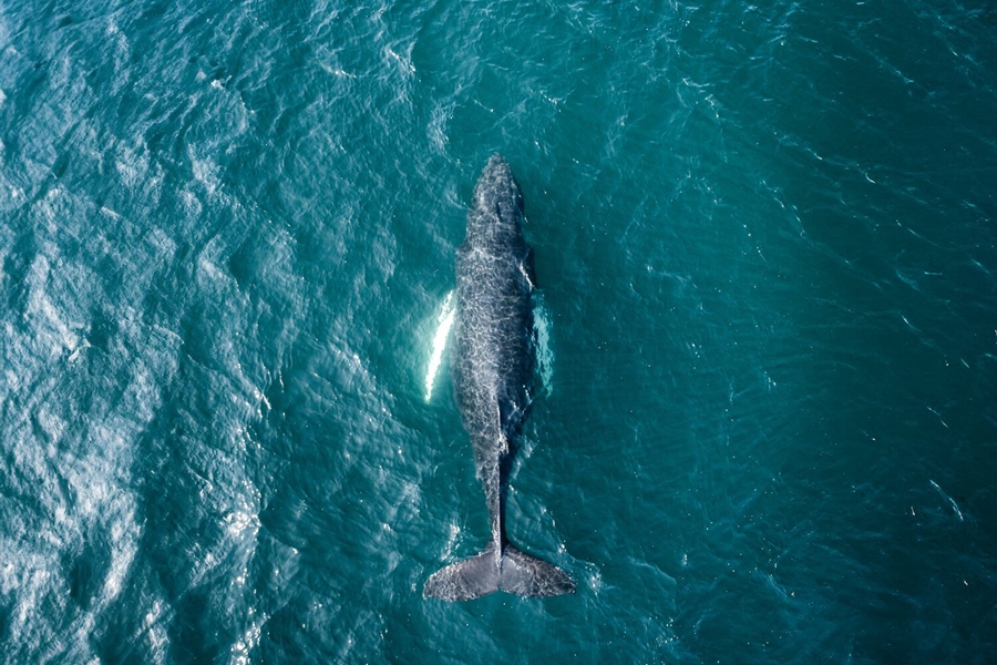 Whale under water in blue ocean