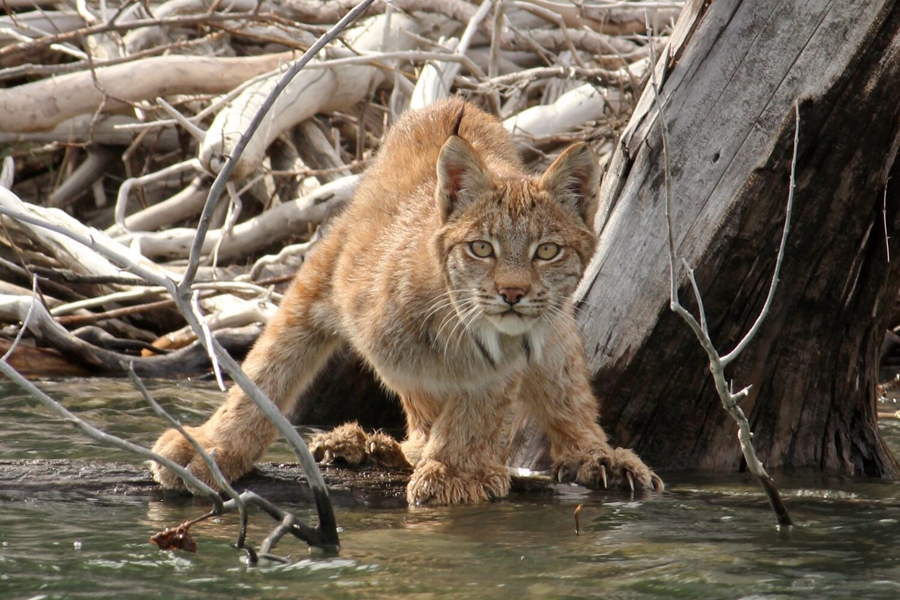 Lynx near the water in Canada