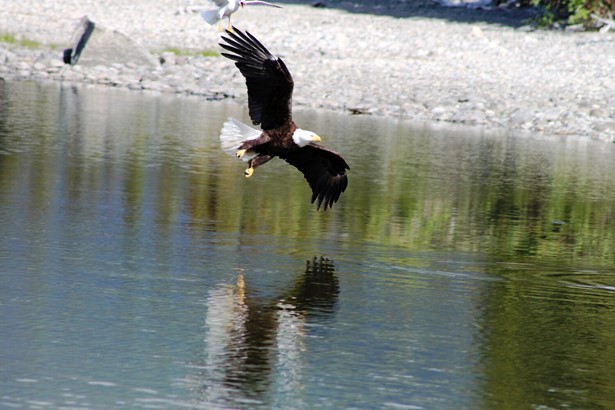Eagle flying above the lake