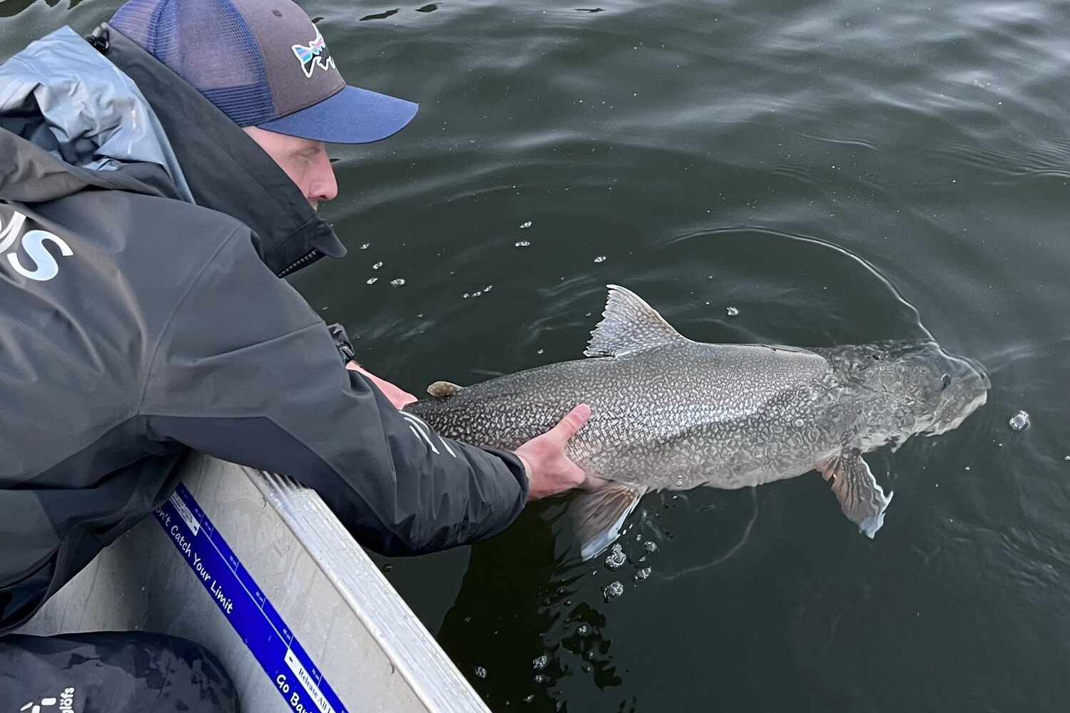 Man releasing huge fish back to lake