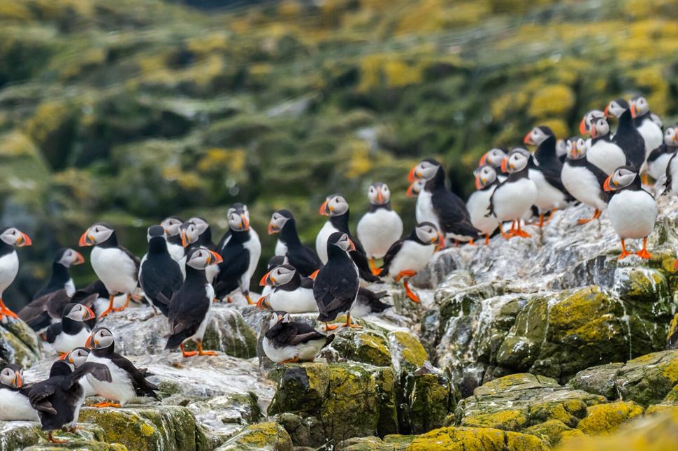 Puffin Colony Iceland Colony of Atlantic puffin Fratercula Arctica on sea moss cliff in Iceland