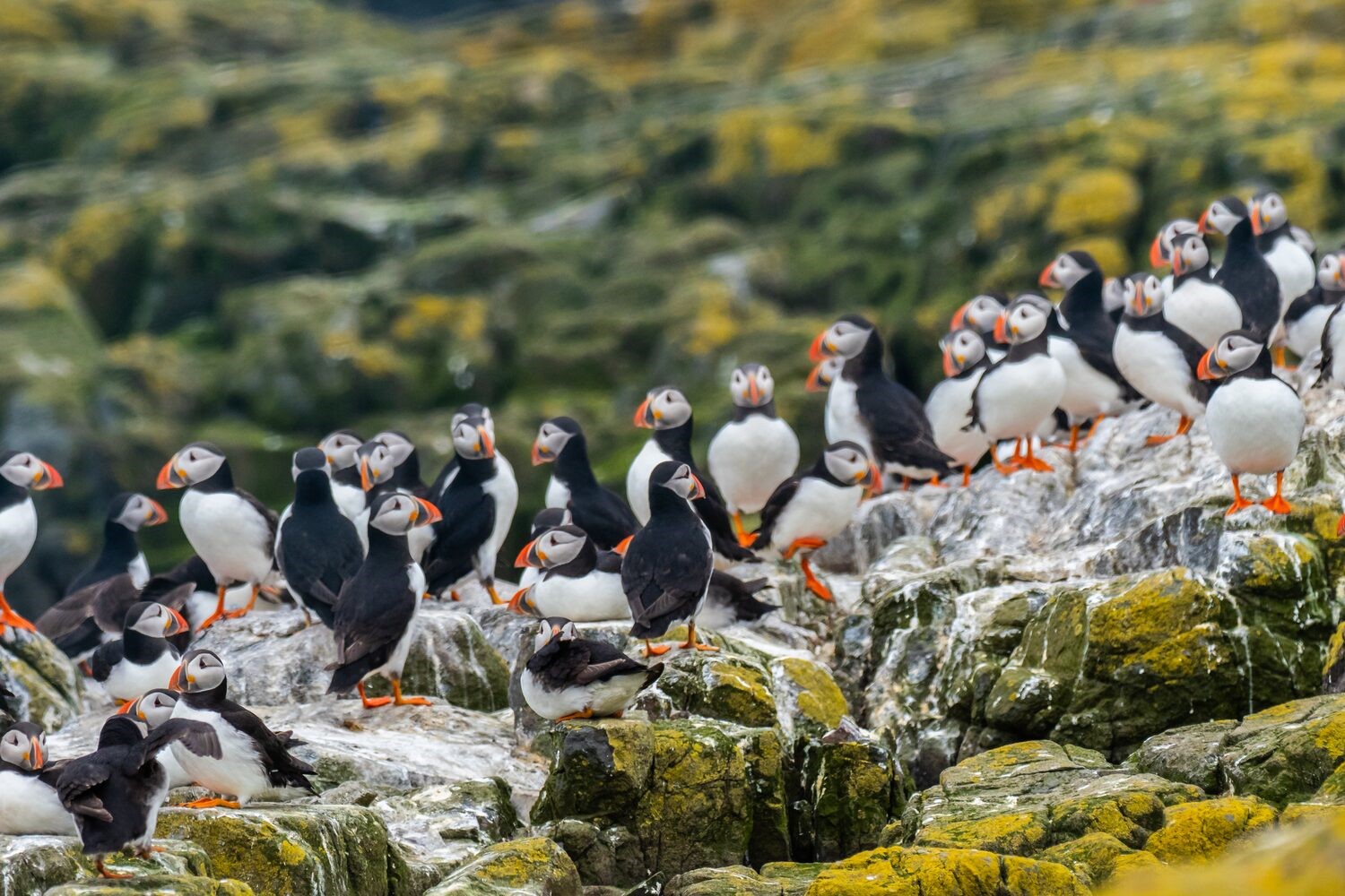 Colony of Atlantic puffin Fratercula Arctica on sea moss cliff in Iceland