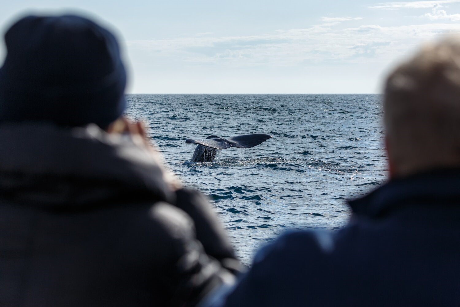 Tourists on whale watching tour in Iceland, viewing whale tail in the sea