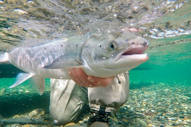 Man holding salmon fish under water