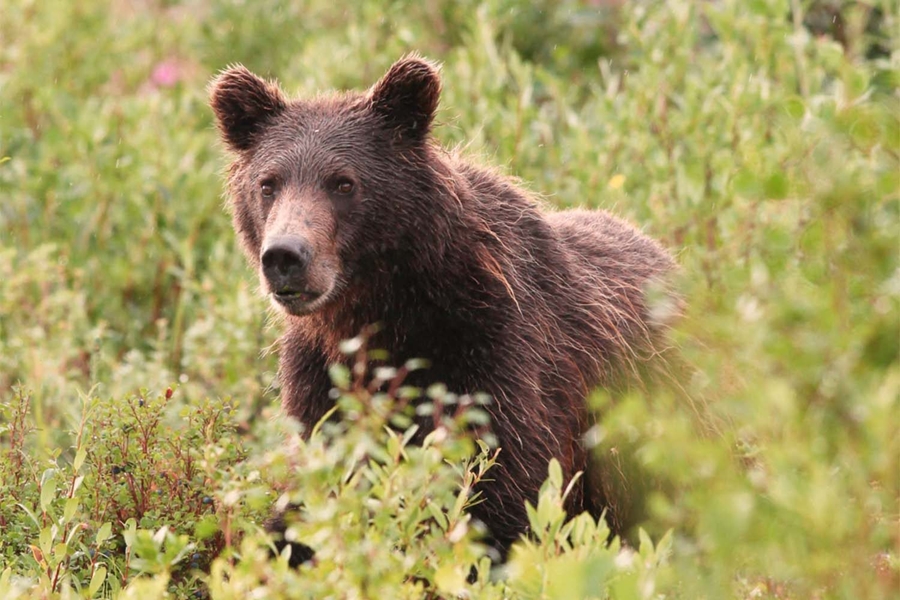 Bear in bushes Canada