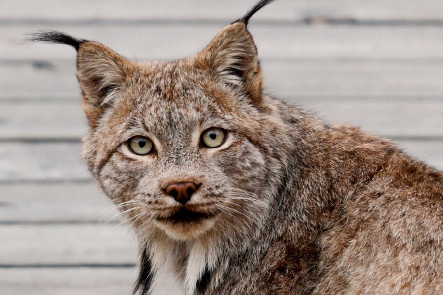 Lynx in Canada