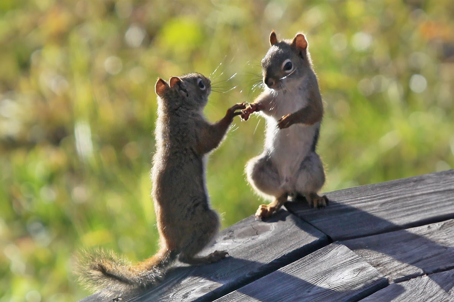 Two squirrels on bench
